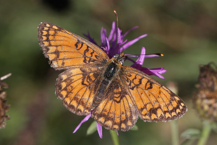 Quali Melitaea?